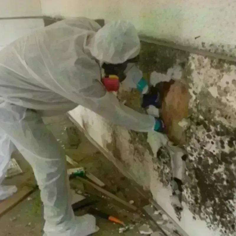 Mold Remediation and Removal in Hahira, GA